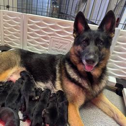 Female 6 - Black and tan female German Shepherd puppy in Warwick, Rhode Island from Karma Kennels