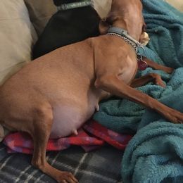 Miniature Pinscher Puppies from Snomoon Miniature Pinschers