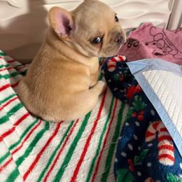 Tater - Cream male French Bulldog puppy in Newport, Oregon from Blue Coast Bulldogs