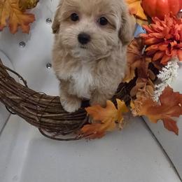 Firefly - Apricot male Maltipoo puppy in Washington from Mt.BakerPoodles&Doodles