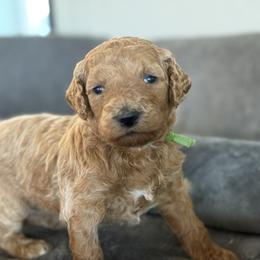 Penny - Red  female Goldendoodle puppy in Maricopa, Arizona from AZ Designer Goldendoodles
