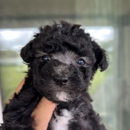 IchiRow - Silver male Poodle puppy in Hilo, Hawaii from Premium Teacup Puppy of Hawaii