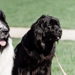 Newfoundlands from New Found Life