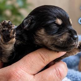 Charlie - Black and silver male Miniature Schnauzer puppy in Hull, Georgia from Ardent Miniature Schnauzers of Athens