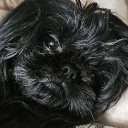 Lacey - Shih Tzu