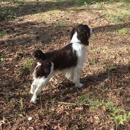 English Springer Spaniel All Grown Up from Cedarhome Springers