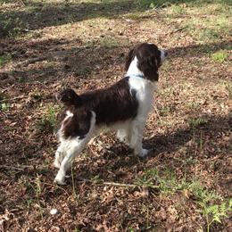 English Springer Spaniel All Grown Up from Cedarhome Springers