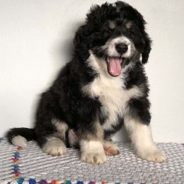 Bernedoodle Puppies from Oodles of Doodles
