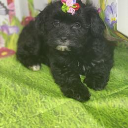 Queen - Black and gold female Morkie puppy in Davie, Florida from Sweet Peluditos