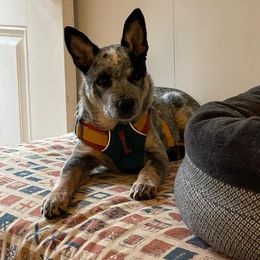 Australian Cattle Dog Puppies from Lakota Australian Cattle Dogs