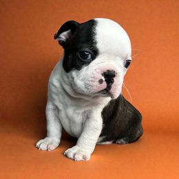 AKC Queenie - Brindle and white female Boston Terrier puppy in Galena, Kansas from RottNBostons