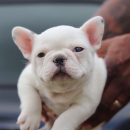 French Bulldog Puppies from Finest Frenchies