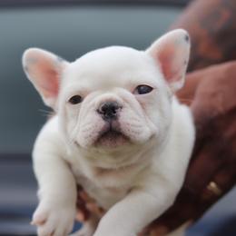 French Bulldog Puppies from Finest Frenchies