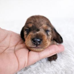Red dapple male 3208.56 - Dapple male Dachshund puppy in Belle Rive, Illinois from Akin's Miniature Dachshunds, LLC