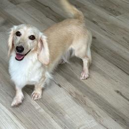 TaMolly - Dachshund