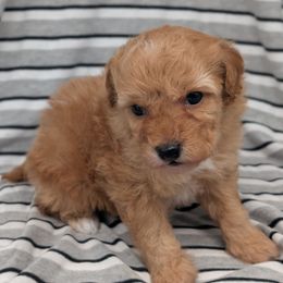 Scooby - Apricot male Cavapoo puppy in Salem, New Jersey from Dreamy Night Doodles