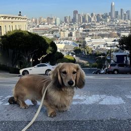 Dachshund Puppies from Longboard Dachshunds