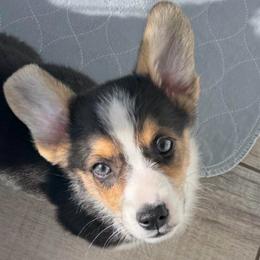Boy 1 - Sable male Pembroke Welsh Corgi puppy in Sacramento, California from 777 Corgis