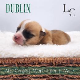 Dublin - Sable male Pembroke Welsh Corgi puppy in Pine Village, Indiana from NL Horsemanship