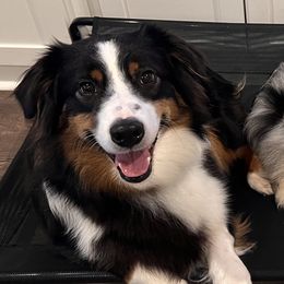 Australian Shepherds from Hazelwood's Aussies