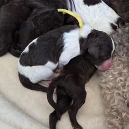 Destiny -yellow collar - Brown and white female Bernedoodle puppy in Aurora, Colorado from Simply Amazing Doodles