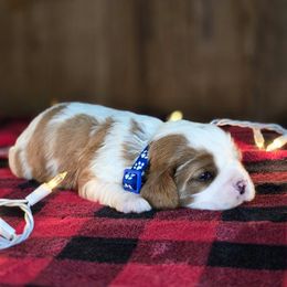Blitzen - Blenheim male Cavalier King Charles Spaniel puppy in Preston, Maryland from Katie's Pups
