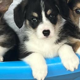 Pretty Bold Boy - Black and tan male Pembroke Welsh Corgi puppy in Blaine, Tennessee from Rose Brier Pembroke Welsh Corgis