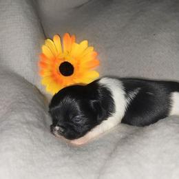 Mortisha - Black and white female Shih Tzu puppy in Arcadia, Florida from Kitsune Cuddles and kisses