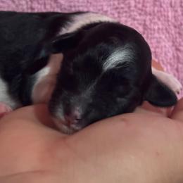 Oreo - Black and white female Bernedoodle puppy in Longmont, Colorado from Colorado Miniature Bernedoodle Puppies