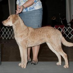 Chesapeake Bay Retrievers from Bayside Retrievers