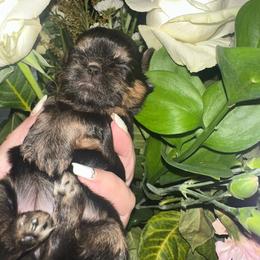 Poppins - Black and tan female Shih Tzu puppy in Bethpage, Tennessee from Tennessee's Treasured Shih Tzus