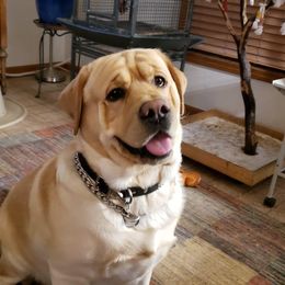 Labrador Retriever Puppies from Showtime Labradors