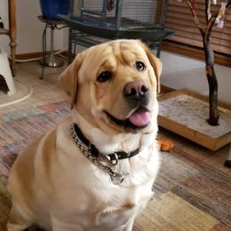 Labrador Retriever Puppies from Showtime Labradors