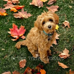 Lucy - Cavapoo