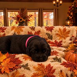 Girl 4 - Black female Labrador Retriever puppy in Davenport, New York from New England Premier English Labradors