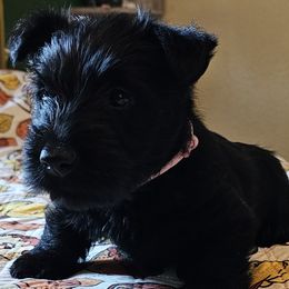 Mr. Pinky - Scottish Terrier puppy from Hometown Scotties