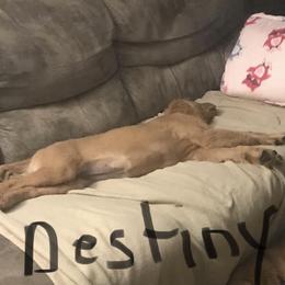 Golden Retriever All Grown Up from Nelsons Goldens