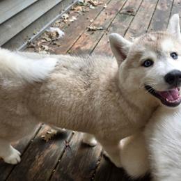 1 Purple - Gray and white female Siberian Husky puppy in Dane, Wisconsin from Sunny Hurricane Siberians