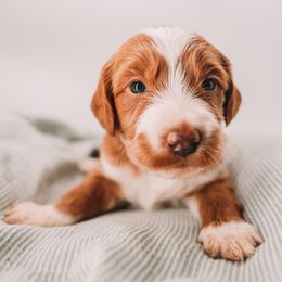 Blue Boy - Apricot male Goldendoodle puppy in Mckinney, Texas from Doodles of North Tx