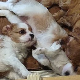 Cavalier King Charles Spaniel Puppies from Grace Cavalier Kingdom