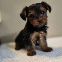 Lilo's boy - Black and tan male Yorkshire Terrier puppy in Aiken, South Carolina from Sio's Yorkies