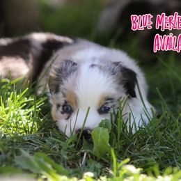 Lorelei - Blue merle female Australian Shepherd puppy in Cedar City, Utah from 10-BAR-Y RANCH
