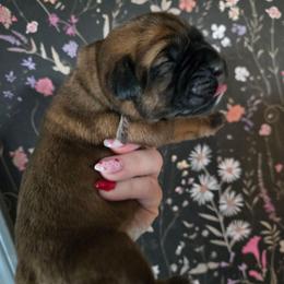 Gray collar Female - Fawn female Cane Corso puppy in St. Augustine, Florida from RG2 Cane Corsos