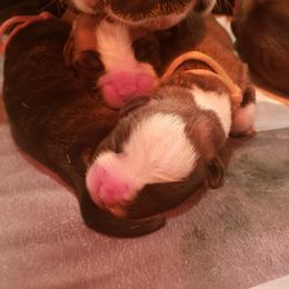 Boxer Puppies from SmashBox Kennel