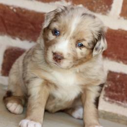 Miniature Australian Shepherd and Toy Australian Shepherd Puppies from TK Mini & Toy Aussies