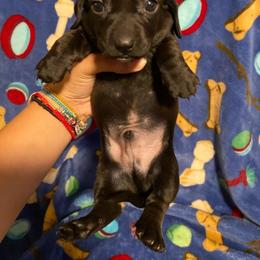 Dachshund Puppies from M's puppy love