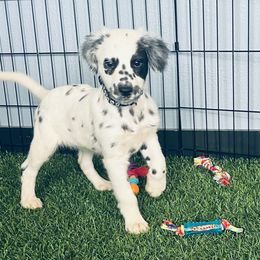 Sage - long coat - White and black female Dalmatian puppy in Sedalia, Missouri from Missouri Dalmatians