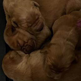 Golden Retriever Puppies from Personalized Dog Training - Windisch Goldens