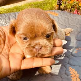Christian - Liver and white male Shih Tzu puppy in Detroit, Michigan from Friends4everkennel LLC