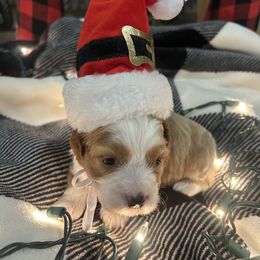 Noel - Red and white female Cockapoo puppy in Elgin, Texas from Good Grief Doodles